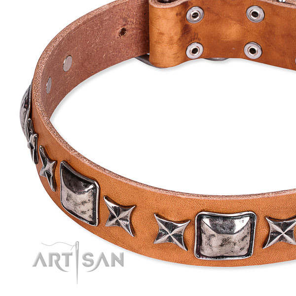 Everyday walking studded dog collar of finest quality full grain natural leather