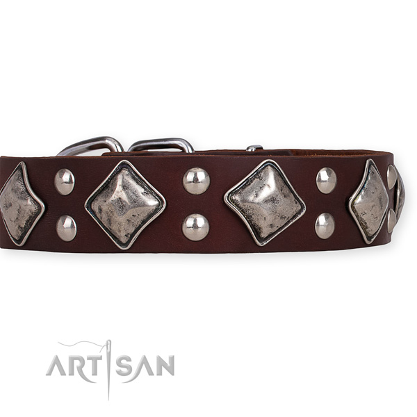 Natural leather dog collar with amazing rust-proof studs