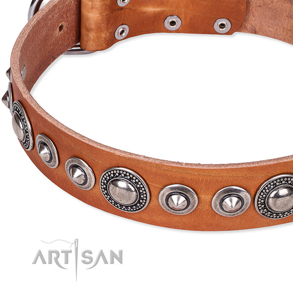 Walking adorned dog collar of top quality full grain natural leather