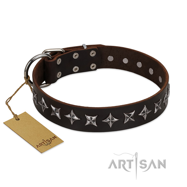 Daily walking dog collar of quality leather with adornments
