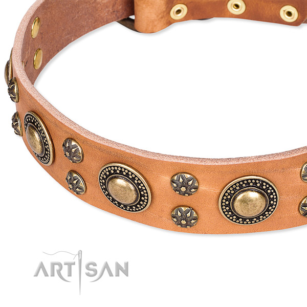 Everyday walking embellished dog collar of high quality full grain natural leather