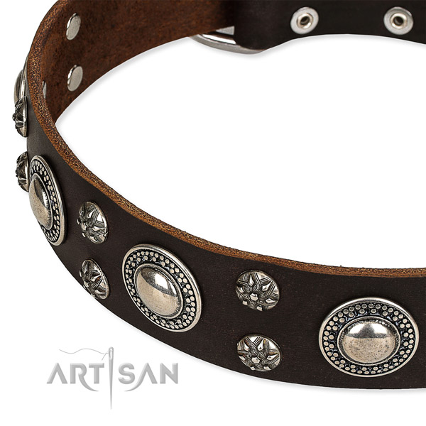 Everyday walking studded dog collar of strong full grain leather