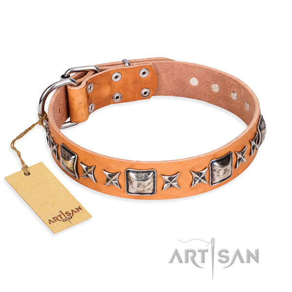 Stylish walking dog collar of quality natural leather with adornments