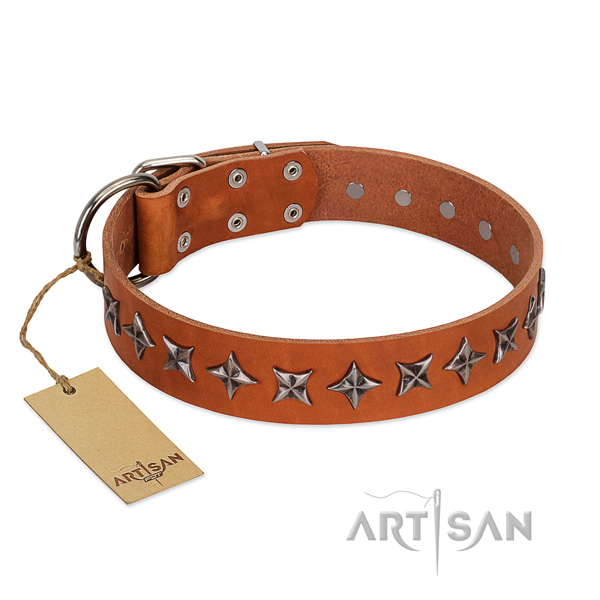 Daily walking dog collar of fine quality leather with embellishments