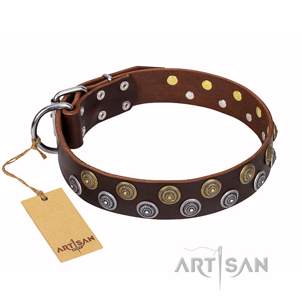 Everyday walking dog collar of quality full grain genuine leather with adornments