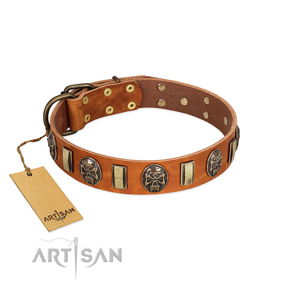 Amazing full grain genuine leather dog collar for stylish walking