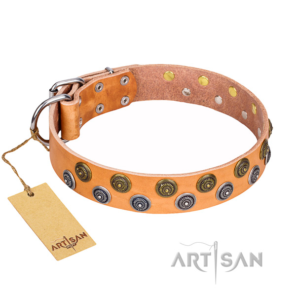 Everyday walking dog collar of fine quality genuine leather with adornments