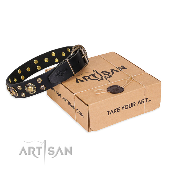 Fancy walking dog collar of top quality full grain leather with embellishments