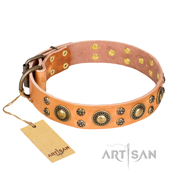 Fancy walking dog collar of fine quality full grain leather with adornments