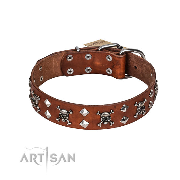 Walking dog collar of durable full grain natural leather with studs