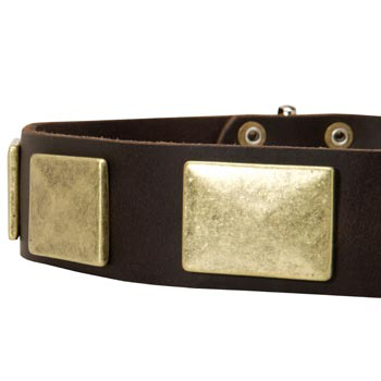 Leather Dog Collar with Massive Brass Plates for Mastiff