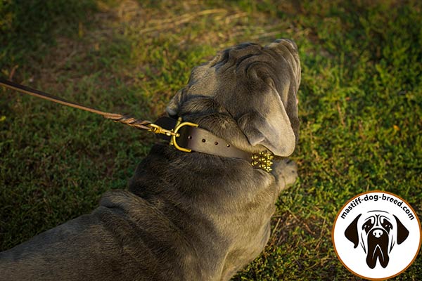 High quality leather canine collar for Mastino Napoletano with brass hardware