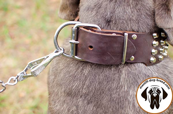 Leather canine collar for Mastino Napoletano with strong nickel plated buckle and D-ring