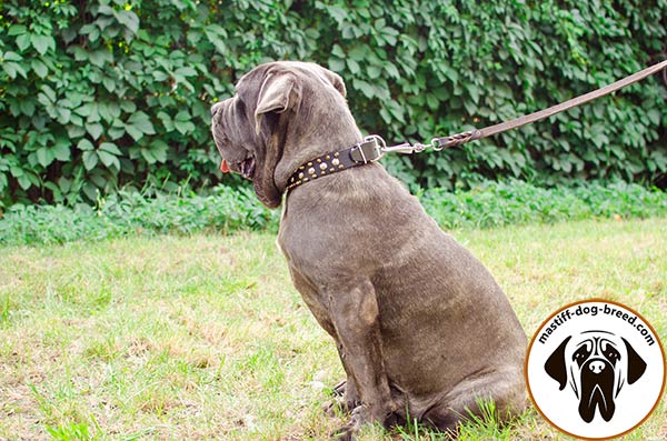 Super strong leather dog collar for Mastino Napoletano with D-ring for leash attachment