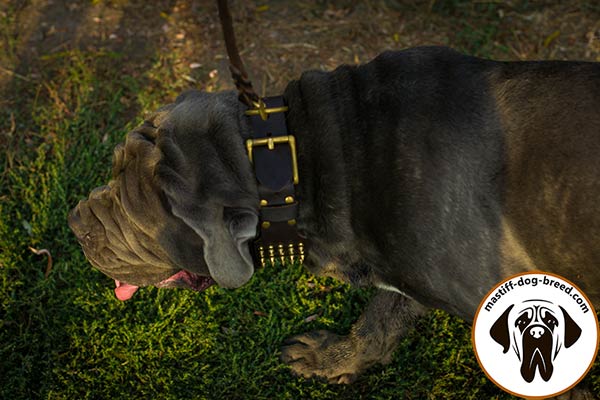 Leather dog collar for Mastino Napoletano with brass buckle