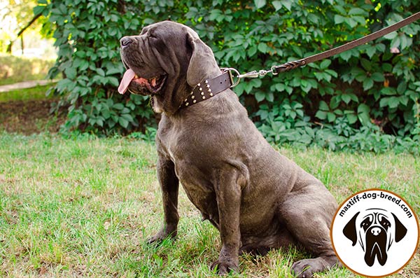 Super durable leather dog collar for Mastino Napoletano