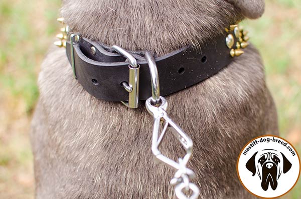 Handmade leather dog collar for Mastino Napoletano with nickel plated hardware