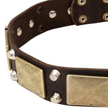 Leather Mastiff Collar with Nickel Studs