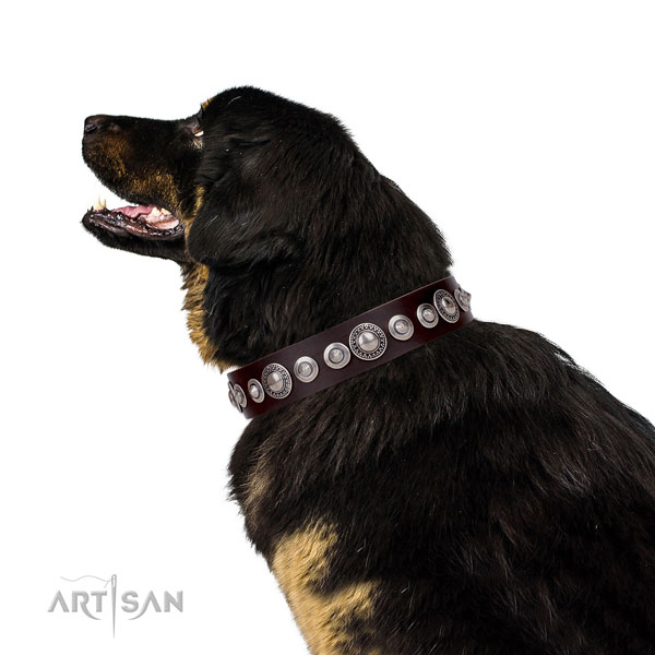 Unique studded natural leather dog collar for everyday use