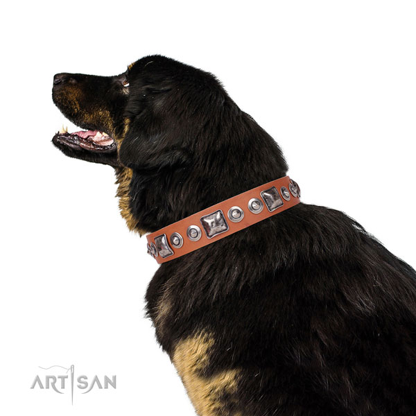 Stylish embellished natural leather dog collar for fancy walking