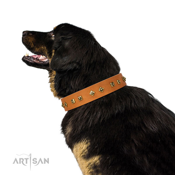 Exceptional studs on daily walking dog collar