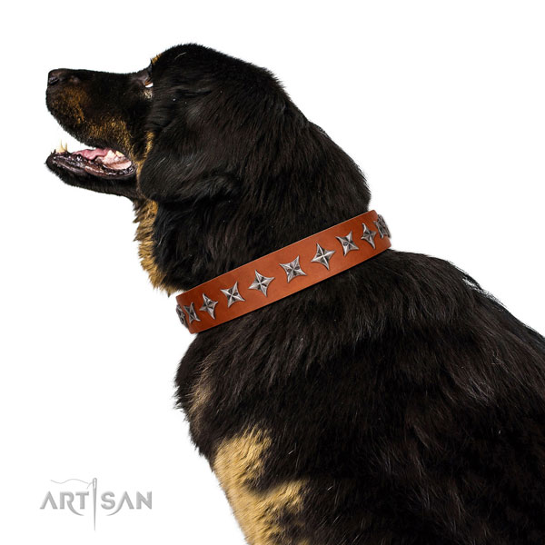 Top notch genuine leather dog collar with extraordinary embellishments