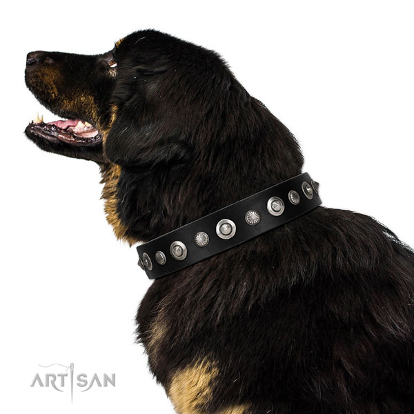 Strong full grain genuine leather dog collar with designer studs
