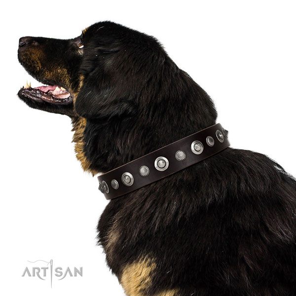 Top quality leather dog collar with exceptional studs