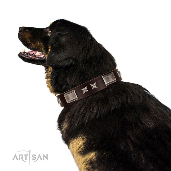 Designer collar of genuine leather for your impressive canine