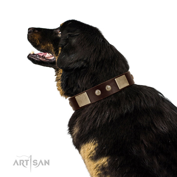 Strong buckle on genuine leather dog collar for walking