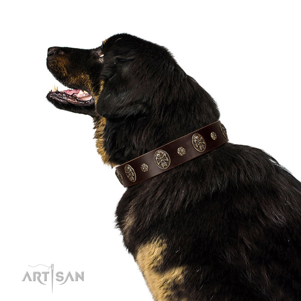 Handy use dog collar of natural leather with remarkable studs