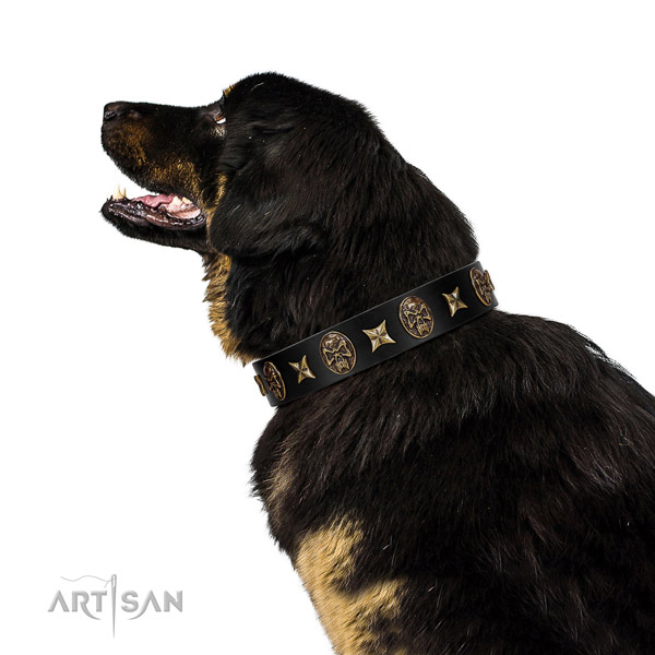 Handy use dog collar of natural leather with extraordinary embellishments