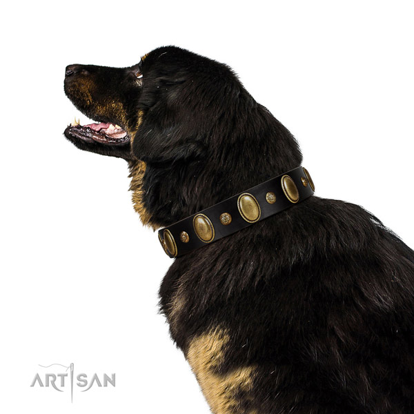 Natural leather dog collar of high quality material with stylish adornments