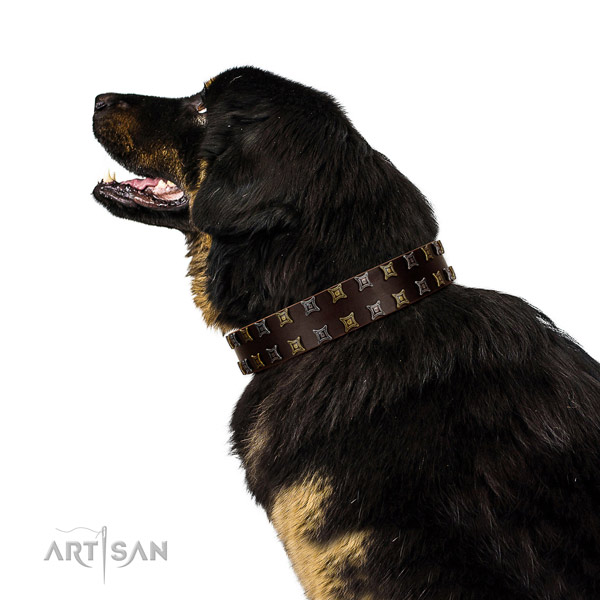 Best quality full grain natural leather dog collar with decorations for your four-legged friend