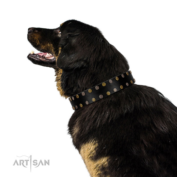 Designer full grain genuine leather dog collar with strong adornments