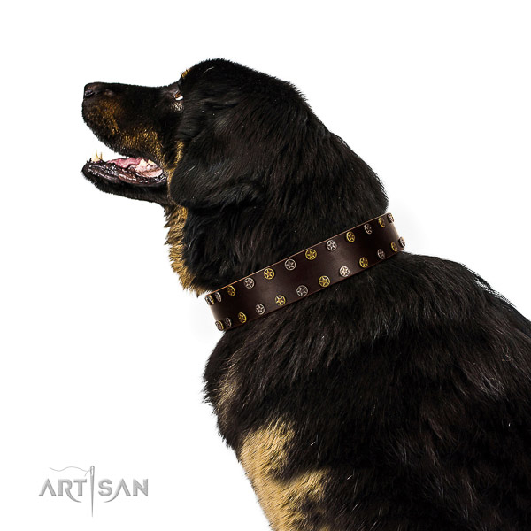 Comfy wearing full grain natural leather dog collar with adornments