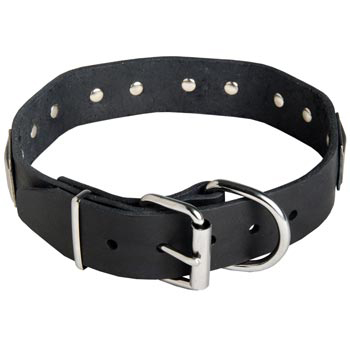 Leather Mastiff Collar with Steel Nickel Plated Buckle and D-ring
