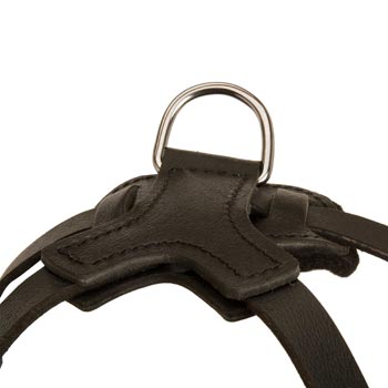 D-ring Attached to Mastiff Harness