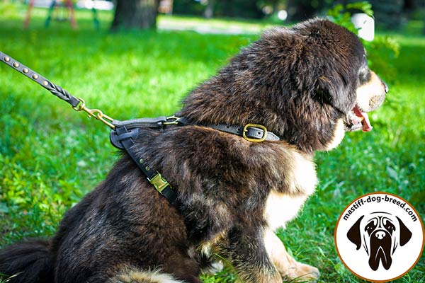 Easy-to-use leather Mastiff harness with quick release buckle