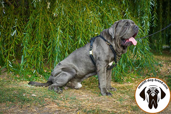 Leather Mastino Napoletano harness with reliable quick-release buckle