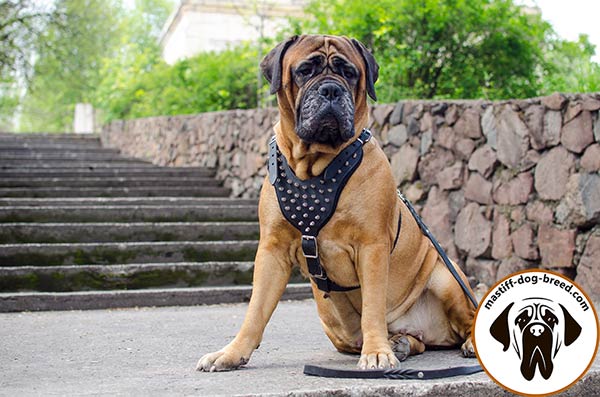 Easy-to-adjust leather dog harness for Bullmastiff