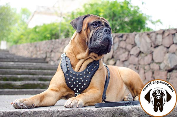 Top-quality leather dog harness for Bullmastiff with spikes