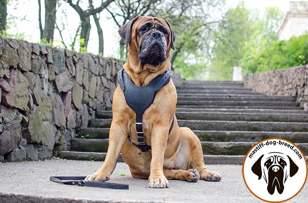 High-grade leather dog harness for Bullmastiff with wide smooth chest plate