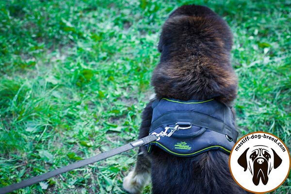 Nylon Mastiff harness with durable D-ring for leash attachment
