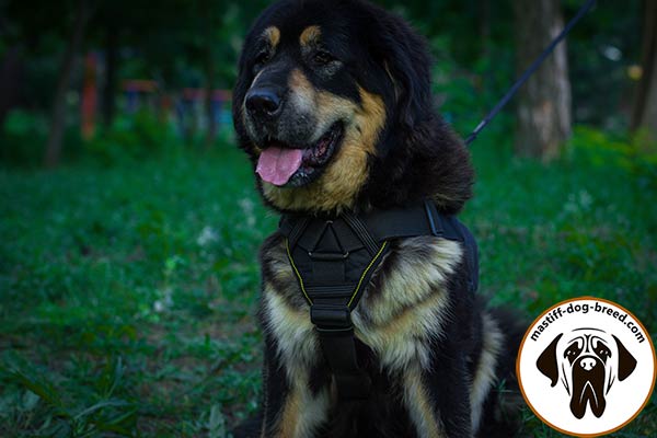 Training nylon Mastiff harness with soft padded chest plate