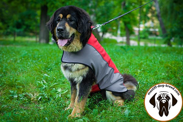 Nylon coat for Mastiff for comfy walking in the rain