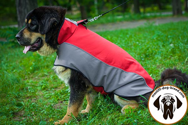 Water-resistant nylon dog coat for Mastiff
