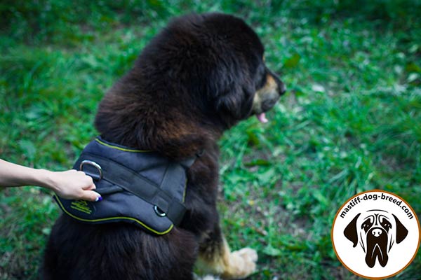 Nylon dog harness for Mastiff with comfy handle