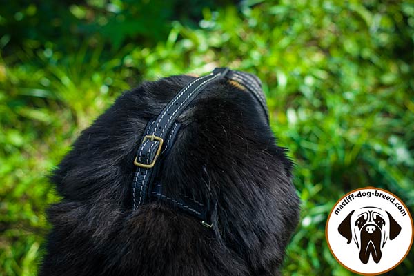 Easy-to-adjust leather Mastiff muzzle
