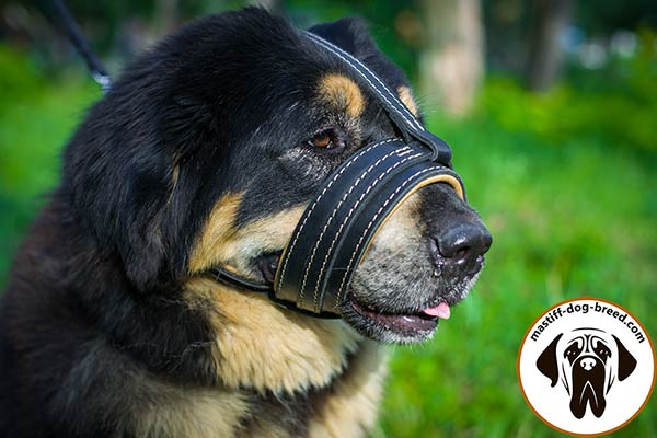 Anti-barking strong leather Mastiff muzzle